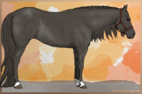 Horse Color:Smoky Black Rabicano