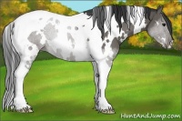 Horse Color:White Spotted Black Tobiano