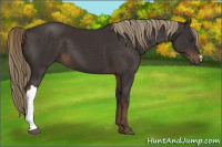 Horse Color:Liver Chestnut 