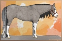Horse Color:Grullo Roan Splash 