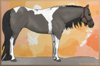 Horse Color:Grullo Tobiano