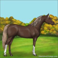 Horse Color:Liver Chestnut 