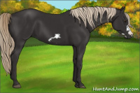 Horse Color:Liver Chestnut Frame 