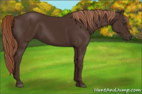 Horse Color:Liver Chestnut 