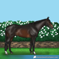 Horse Color:Gray Bay 