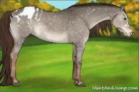 Horse Color:Liver Red Dun Appaloosa 