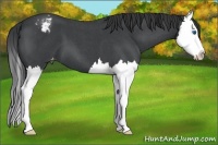 Horse Color:Blue Roan Splash Appaloosa