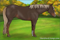 Horse Color:Liver Chestnut Sabino