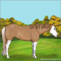 Horse Color:Chestnut Splash 