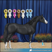 Horse Color:Black 