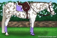 Horse Color:Smoky Grullo Sabino Splash Near Leopard 