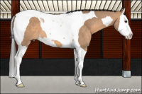 Horse Color:Bay Dun Splash Tobiano
