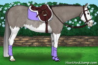 Horse Color:Grullo Sabino Splash Appaloosa Rabicano