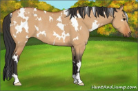Horse Color:White Spotted Bay Dun Rabicano