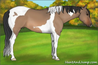 Horse Color:Bay Dun Tobiano 