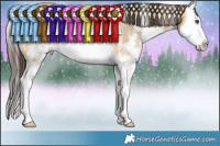 Horse Color:Buckskin Dun Sabino Splash Rabicano 
