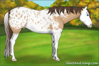 Horse Color:Bay Dun Splash Appaloosa 