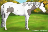Horse Color:Grullo Splash Tobiano Rabicano 