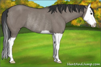 Horse Color:Grullo Splash Rabicano