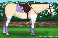 Horse Color:Buckskin Dun Splash Rabicano 