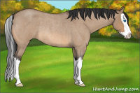 Horse Color:Bay Roan Dun Sabino Splash Rabicano