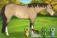 Horse Color:Buckskin Dun Sabino Rabicano