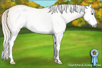 Horse Color:Gray Silver Buckskin Dun Sabino Splash Rabicano 