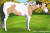 Horse Color:Bay Dun Sabino Tobiano 