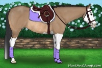 Horse Color:Bay Dun Splash Rabicano