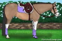 Horse Color:Bay Dun Sabino 