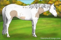 Horse Color:Bay Dun Sabino Splash Tobiano 
