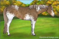 Horse Color:White Spotted Chocolate Palomino