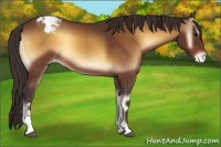 Horse Color:Buckskin Onyx Sabino Appaloosa 