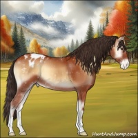 Horse Color:Bay Onyx Appaloosa 