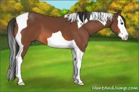 Horse Color:Bay Splash Tobiano