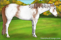 Horse Color:White Spotted Chestnut 
