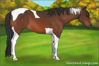 Horse Color:Bay Tobiano 