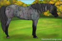 Horse Color:Midnight Blue Roan