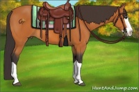 Horse Color:Buckskin Splash 