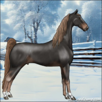 Horse Color:Liver Chestnut 