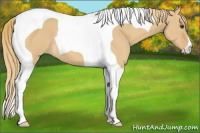 Horse Color:Red Dun Tobiano 