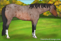 Horse Color:Bay Roan 