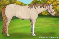 Horse Color:Red Dun Roan 
