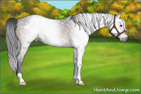 Horse Color:Gray Bay Appaloosa 