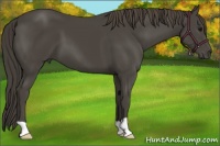 Horse Color:Smoky Black 