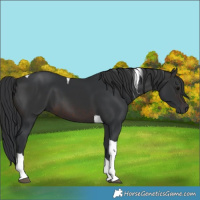 Horse Color:Brown Tobiano 