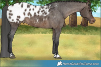 Horse Color:Brown Dun Appaloosa Brindle