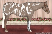 Horse Color:Liver Red Dun Mushroom Appaloosa Brindle 