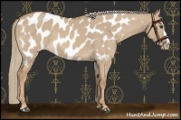 Horse Color:Red Dun Mushroom Appaloosa 