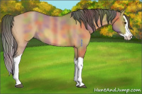 Horse Color:Nacre Buckskin Dun Splash